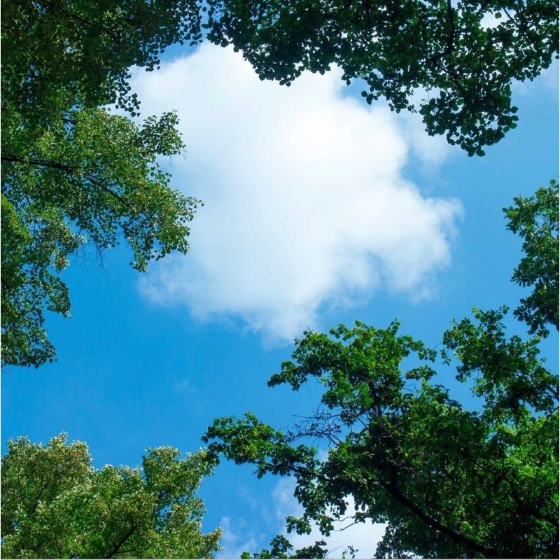 Fotodruk chmurka z lasem - 1 płyta akrylowa z nadrukiem, do paneli LED o wymiarach 60x60 cm